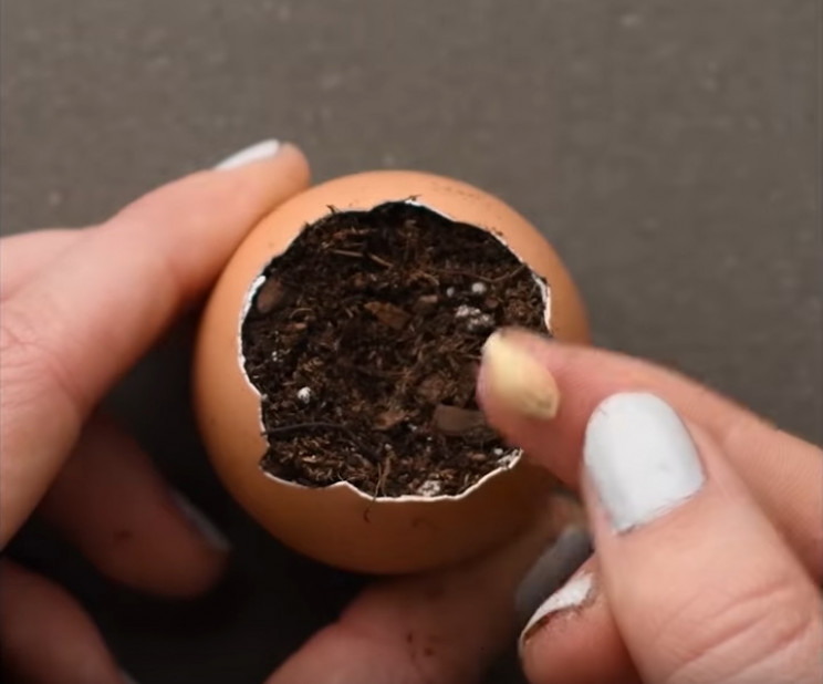 Lemon seed Lemon seed