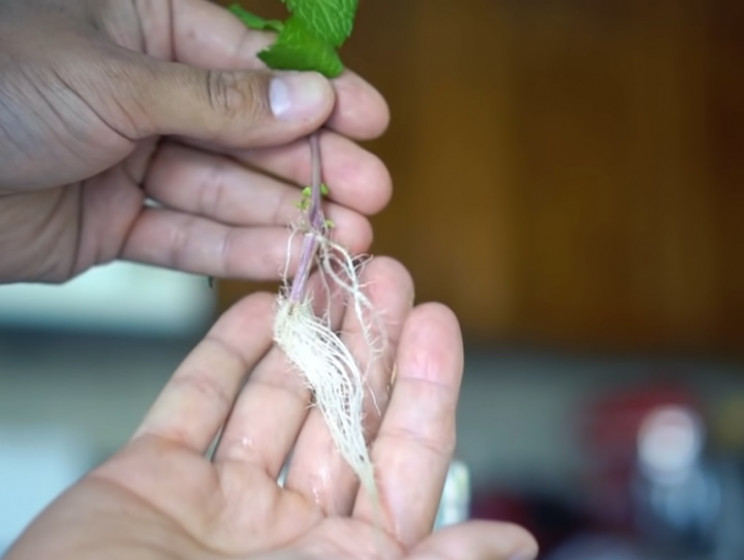 Mint stem Mint stem