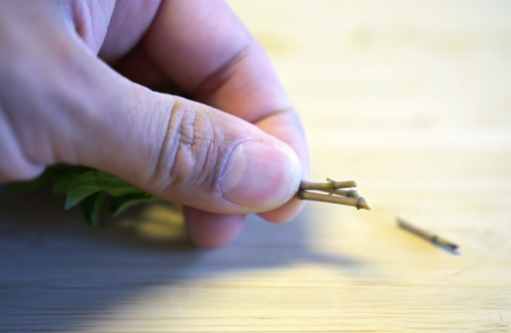 Oregano stem cut at a 45 degree angle Oregano stem cut at a 45 degree angle