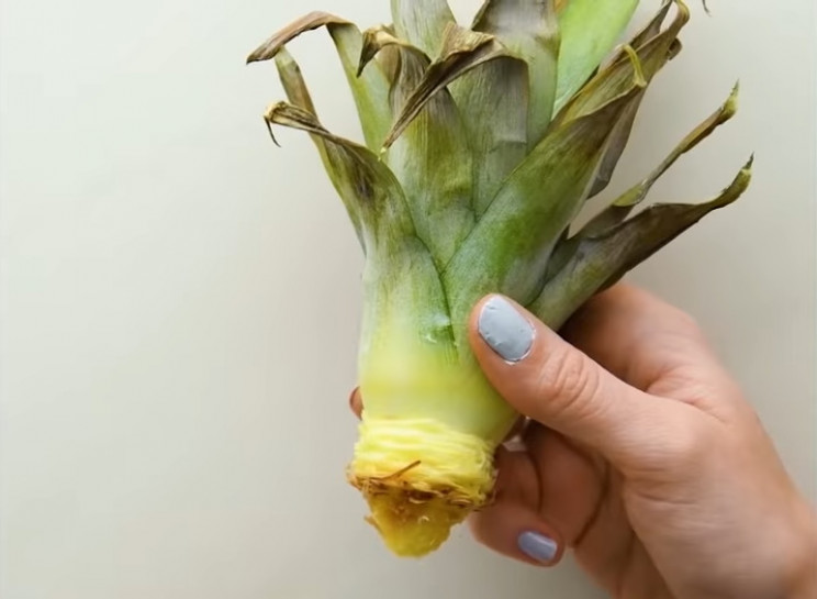Pineapple top Pineapple top