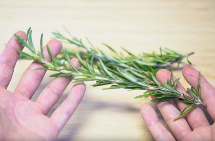 Rosemary stem Rosemary stem
