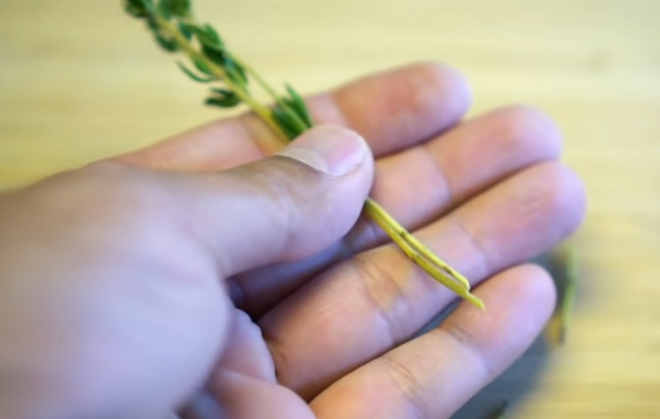 Thyme stem Thyme stem