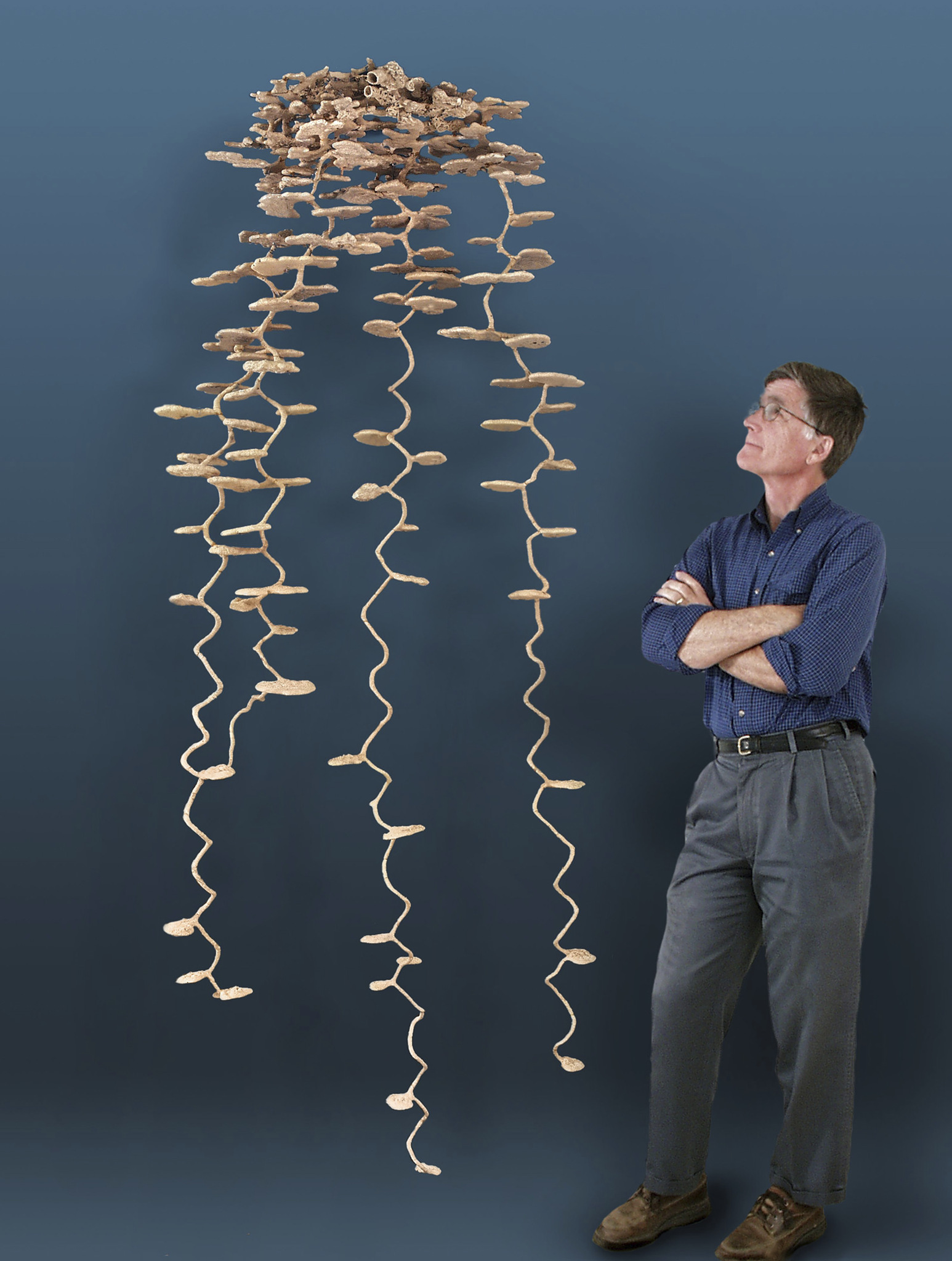 The Complex Engineering of Underground Ant Cities The Complex Engineering of Underground Ant Cities