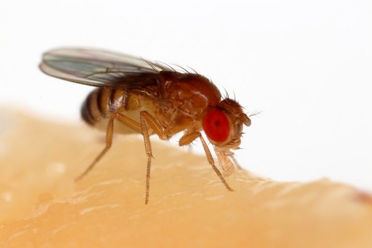 sex and immunity flies