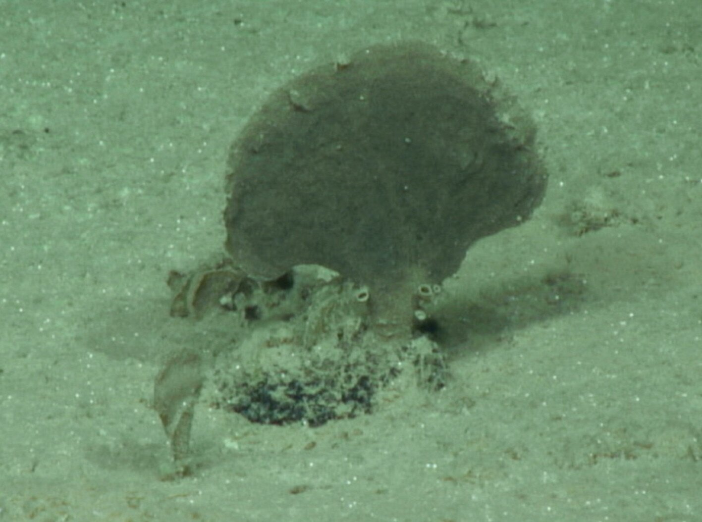 moanammina-semicircularis-deep-ccz-project Moanammina semicircularis Deep CCZ Project