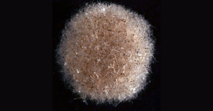 Scientists Discover 4 New Single-Celled Species on Pacific Floor