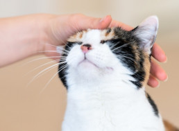 Is Your Cat Attached to You? Turns Out They're as Close to Their Caregivers as Dogs, Babies