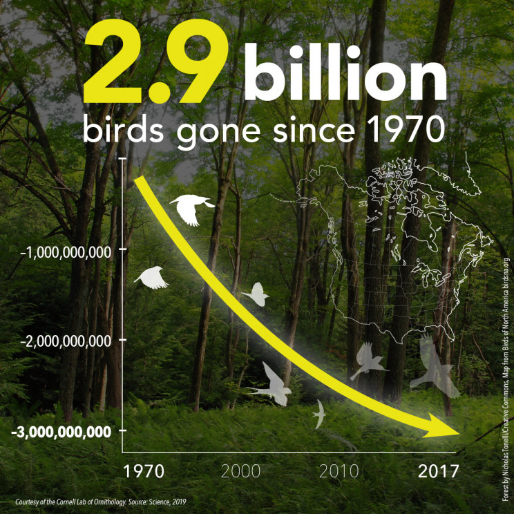 Almost 3 Billion Birds in North America Have Disappeared since 1970 Almost 3 Billion Birds in North America Have Disappeared since 1970