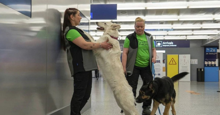 Sniffing Dogs Will Help Detect Coronavirus at Helsinki Airport