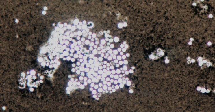 Fungi from Chernobyl Reactor Could Save Astronauts from Space Radiation