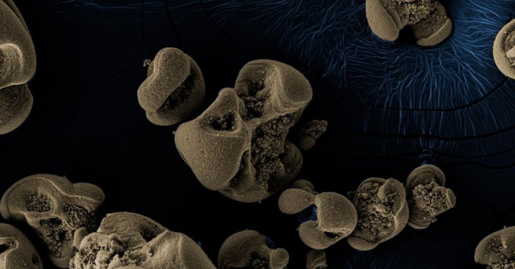 Metal-Eating Bacteria Discovered by Accident on Dirty Glass