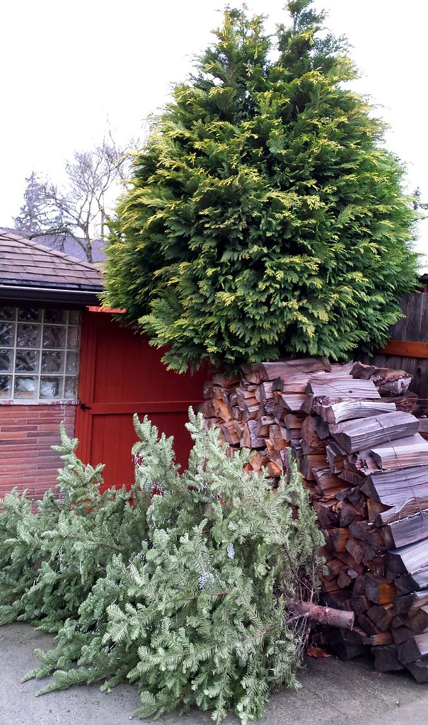 6 Ways You Can Reuse Your Christmas Tree After Holidays 6 Ways You Can Reuse Your Christmas Tree After Holidays