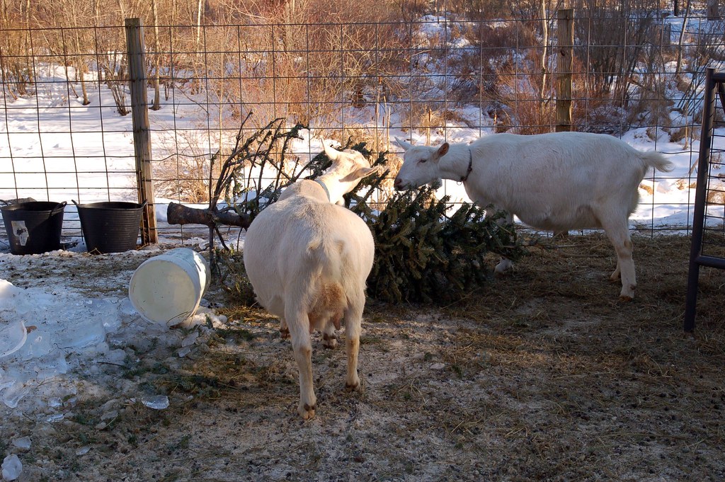 6 Ways You Can Reuse Your Christmas Tree After Holidays 6 Ways You Can Reuse Your Christmas Tree After Holidays