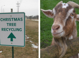 6 Ways You Can Reuse Your Christmas Tree After Holidays