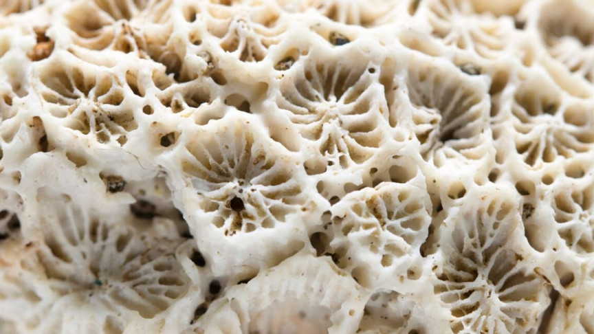 Coral Reef Habitats May Be Nearly Extinct by 2100 thumbnail