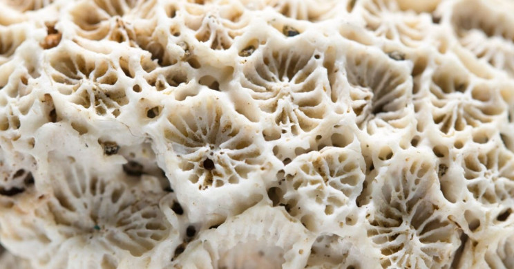 Coral Reef Habitats May Be Nearly Extinct by 2100