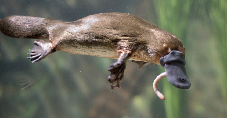 Researchers Explain Why and How Platypus Are So Weird