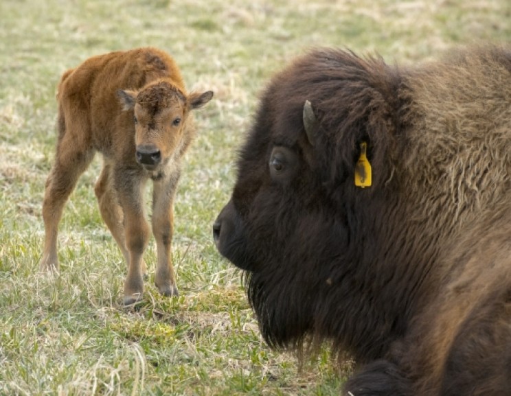 First 2018 Fermilab bison First 2018 Fermilab bison