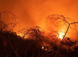 NASA Says Amazon Fires Were Also Fuelled by Water-Stressed Plants