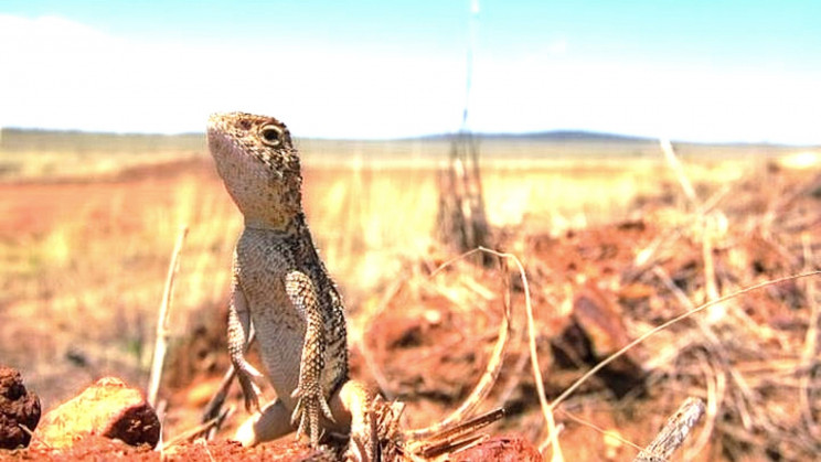 How Do We Save Never-Seen-Before Animals From Climate Change?