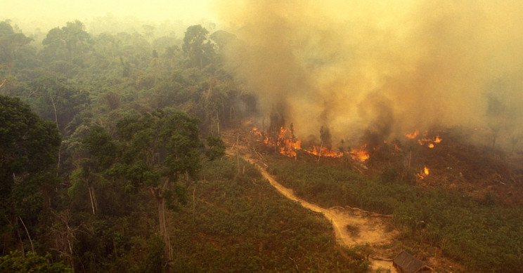 Leo DiCaprio's Earth Alliance Pledges $5 Million to Protect Amazon from Fires