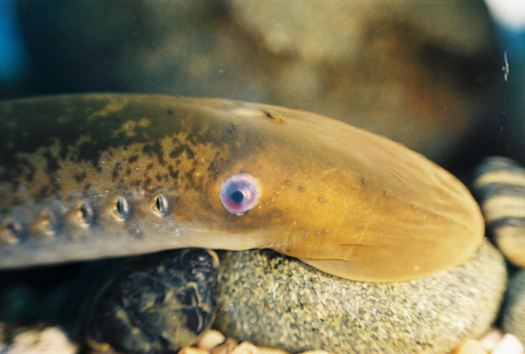 good news lamprey