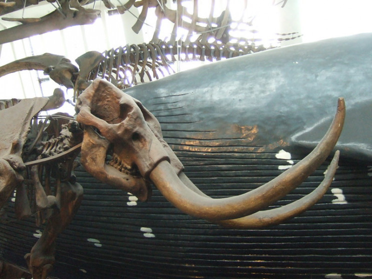 good news mammoth bones