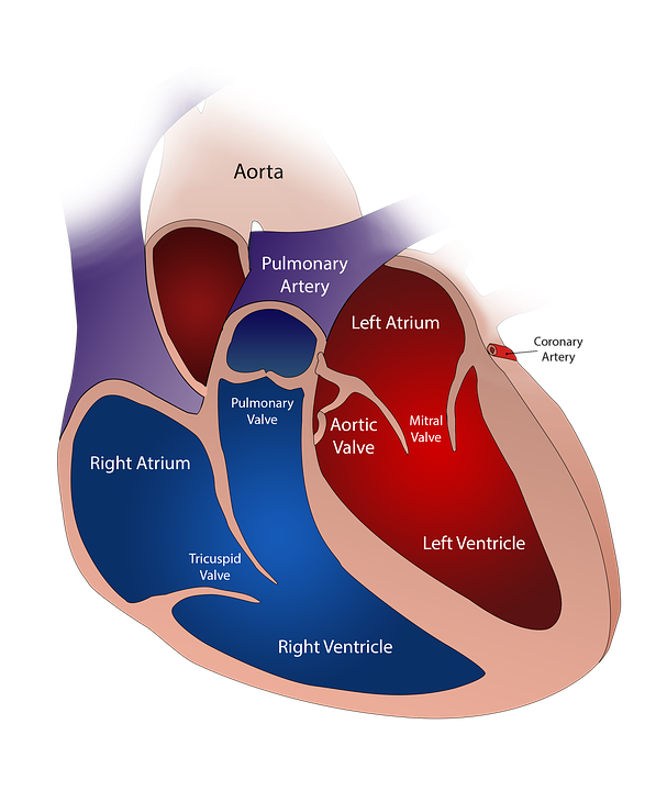 New 'FRESH' Collagen-based 3D Printing to Fix Broken Hearts New 'FRESH' Collagen-based 3D Printing to Fix Broken Hearts