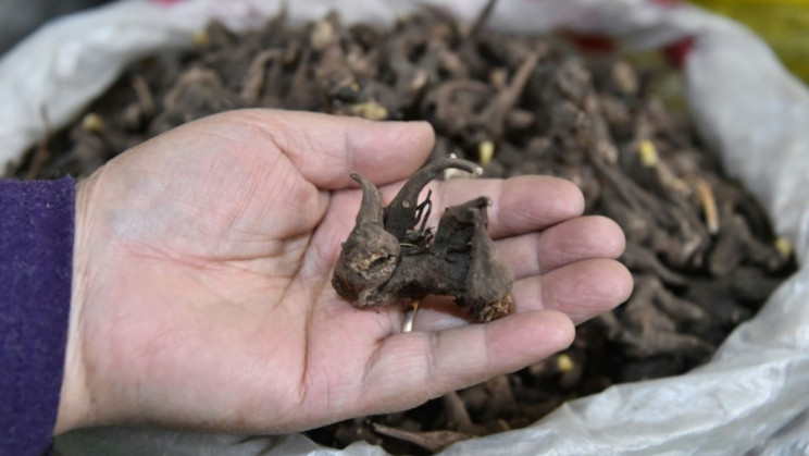 Kyrgyzstan Health Minister Endorses Poisonous Root as Coronavirus Cure, Alarming Health Officials