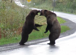 Watch Incredible, Rare Footage of Two Grizzly Bears Fighting