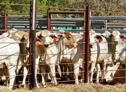China Bans All Canadian Meat Exports: Could It Be a Retaliatory Move?