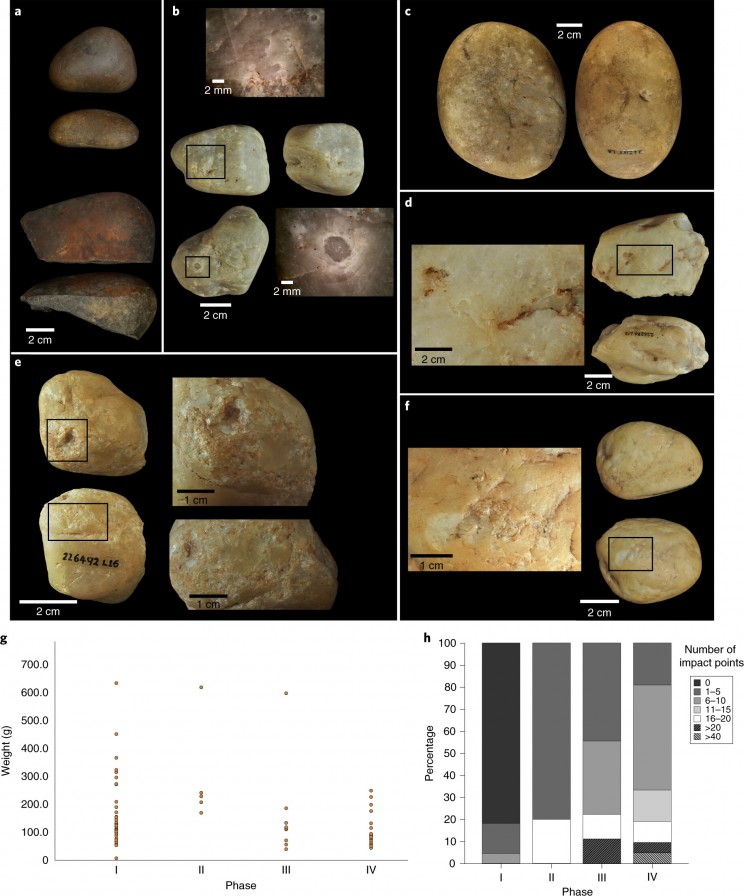 Evidence of Capuchin Monkey's Tool Evolution Discovered in Brazil