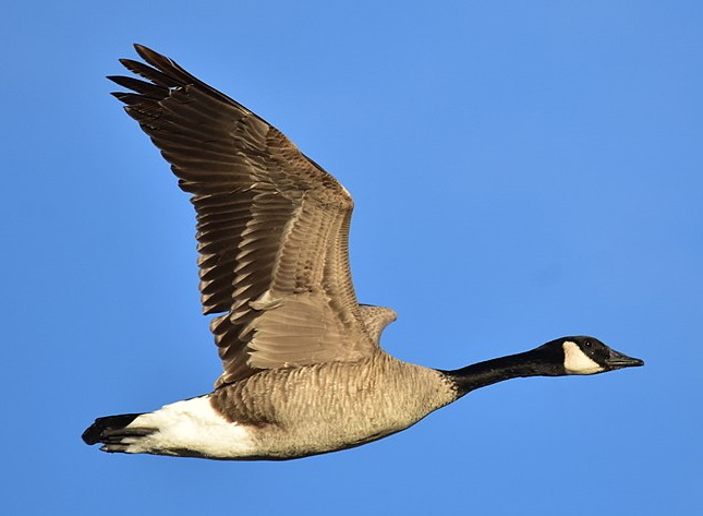 Canada goose Canada goose