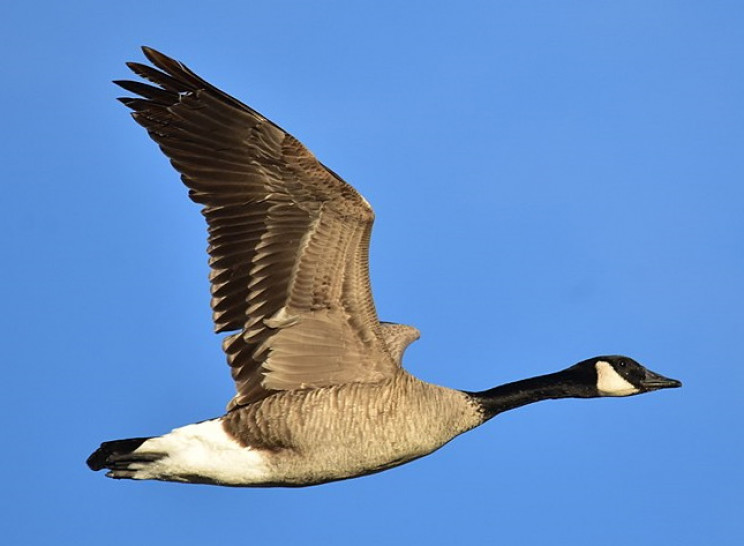 Canada goose Canada goose