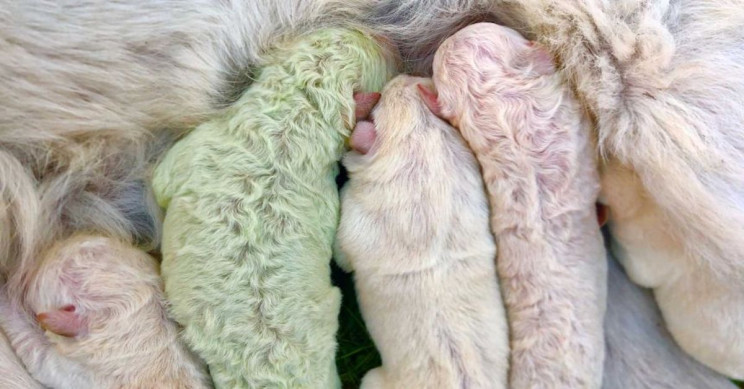 Tiny Puppy Born with Green Fur in Italy
