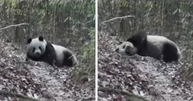 Pandas Love Rolling in Horse Poop, Scientists Explain Why