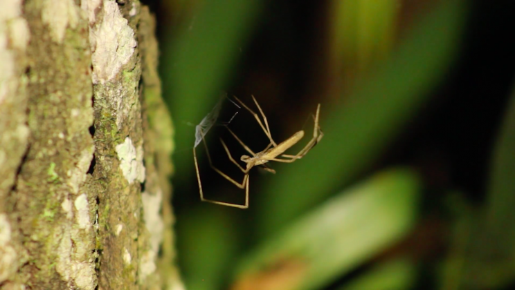 Ogre-Faced Spiders Can 'Hear' Without Ears, Study Says Ogre-Faced Spiders Can 'Hear' Without Ears, Study Says