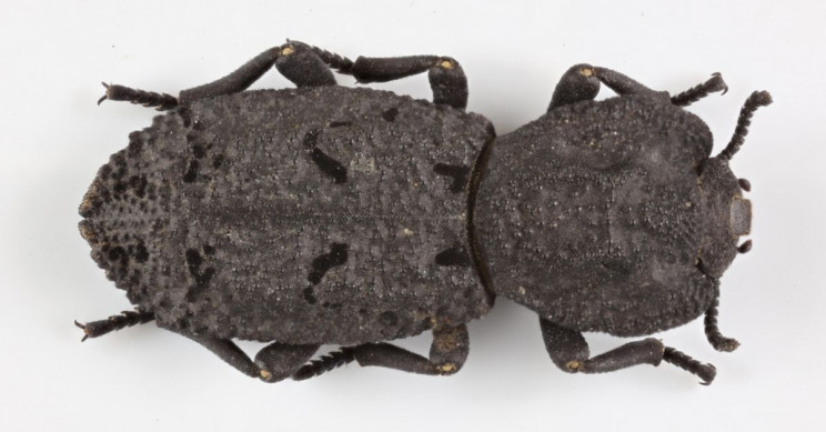 Diabolical Ironclad Beetle Survives Being Run Over by Car Diabolical Ironclad Beetle Survives Being Run Over by Car