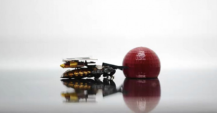 lego cockroach