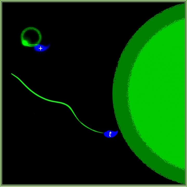 Competitive Sperm Swim Faster and Poison Peers Competitive Sperm Swim Faster and Poison Peers