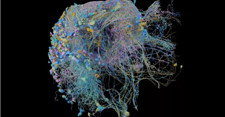 Google Assists in Publishing the Largest High-Res Image of Brain Connectivity