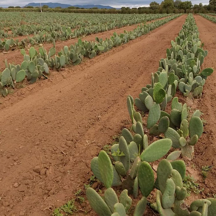 We Can Create Leather From Cacti to Save Animals and the Environment We Can Create Leather From Cacti to Save Animals and the Environment