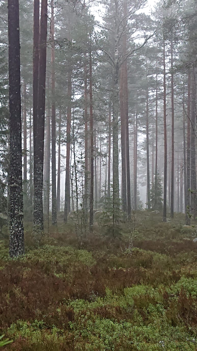 Finnish forest