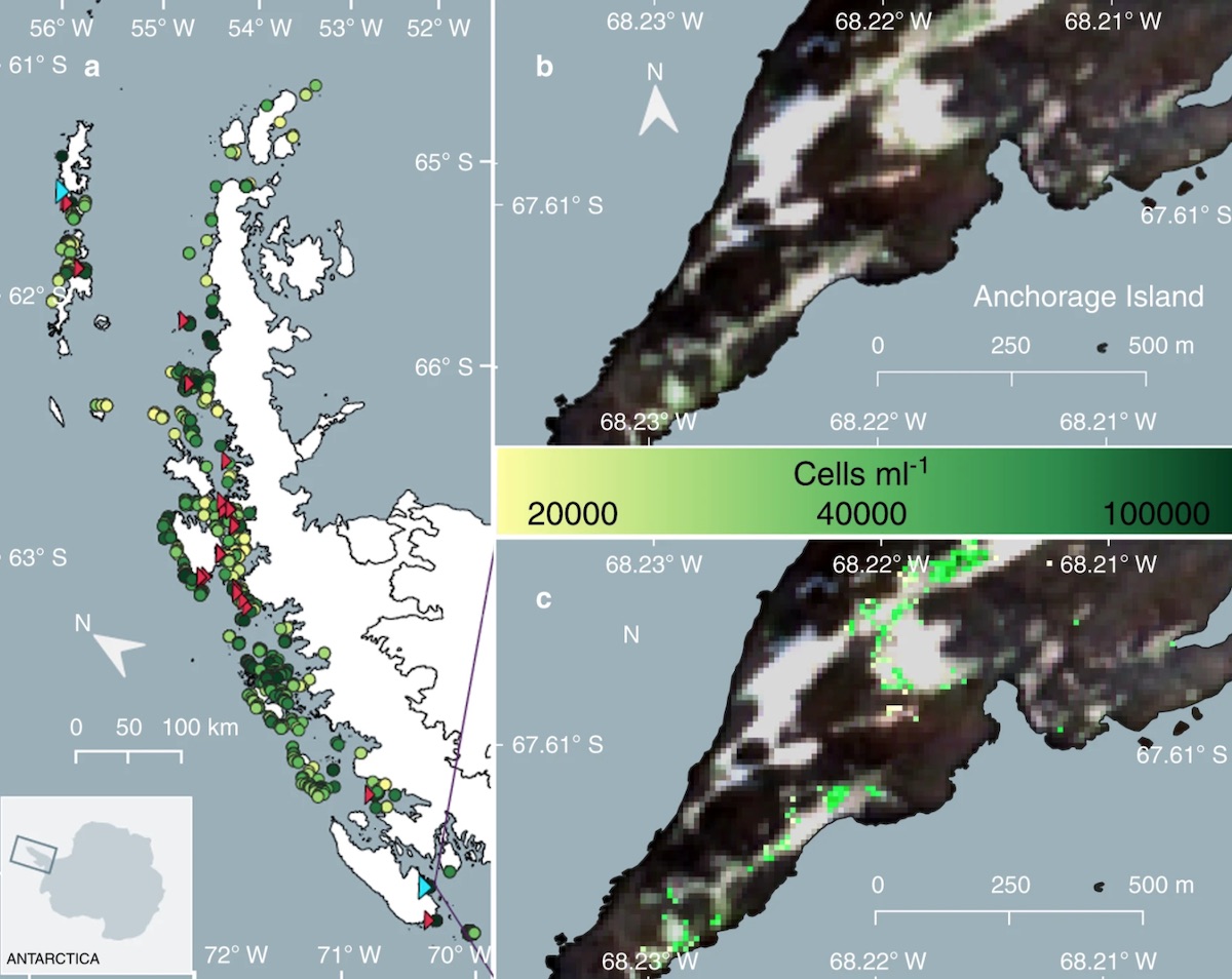 Antarctica is Turning Green, but What Are the Implications? Antarctica is Turning Green, but What Are the Implications?