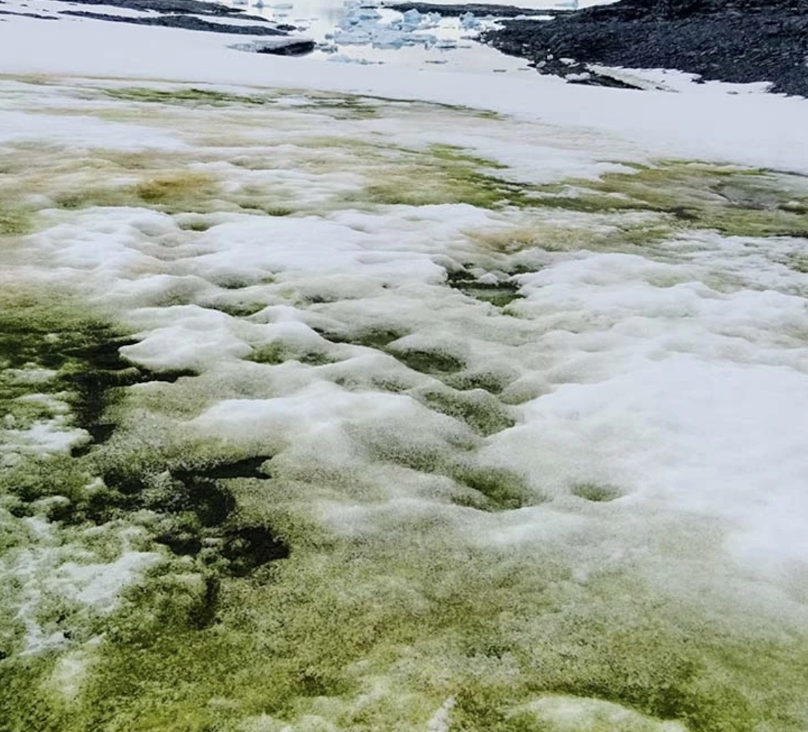 Antarctica is Turning Green, but What Are the Implications? Antarctica is Turning Green, but What Are the Implications?