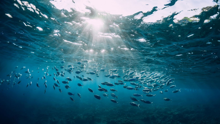 Oceans are facing a mass extinction event comparable to the 'Great Dying'