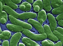 Flesh-Eating Bacteria Might Be Coming to a Beach Near You