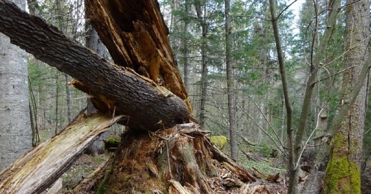 save the planet forests