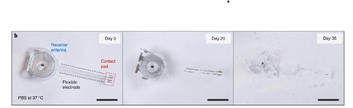 Pacemaker that dissolves in the body. Source: Nature Biotechnology Image shows how the pacemaker dissolves in a few weeks
