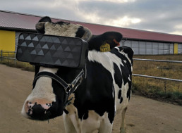 Cows on Russian Farm Get Fitted with VR Goggles to Increase Milk Production